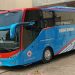 Karoseri Gunung Mas Rilis Bus Zeppelin G7 Baru Untuk PO Teratai Bintang, Pakai Sasis Hino RK 280